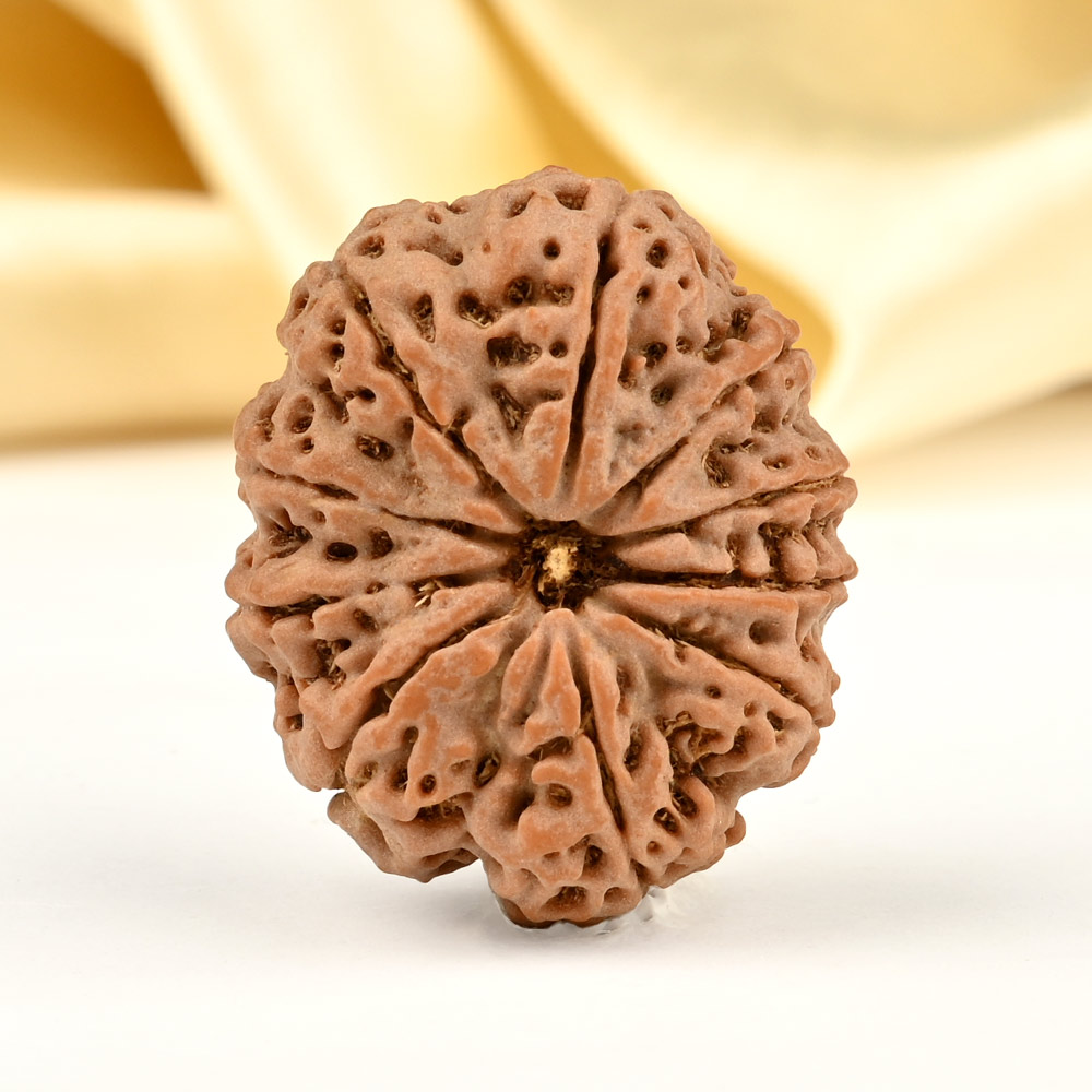 Collector 10 Mukhi from Nepal - LXXXVII