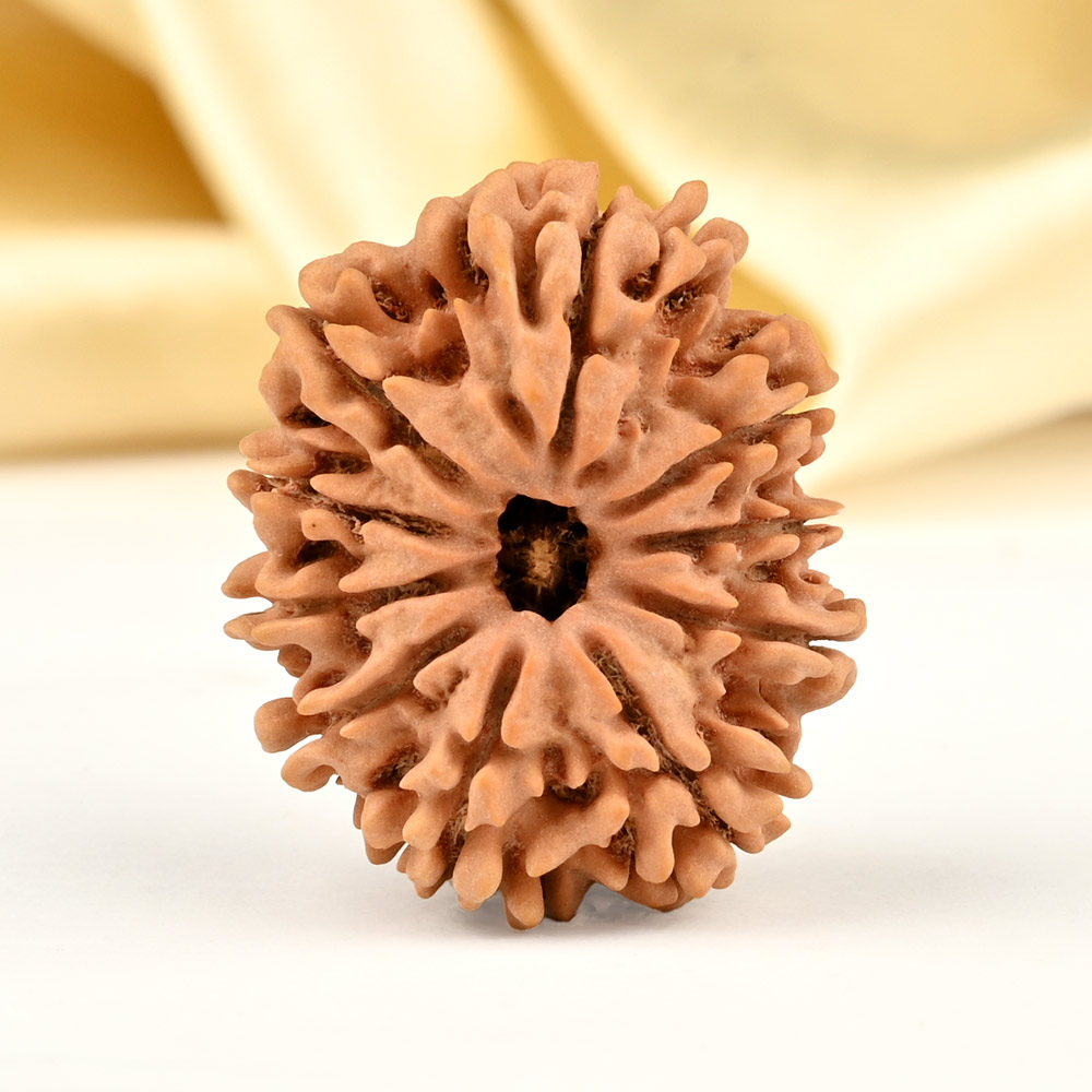 Collector 10 Mukhi from Nepal - LXXXVIII