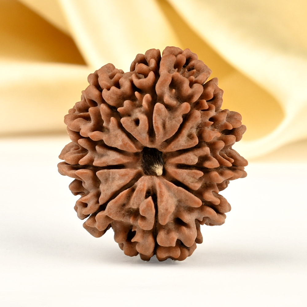 Collector 10 Mukhi from Nepal - LXXXIX