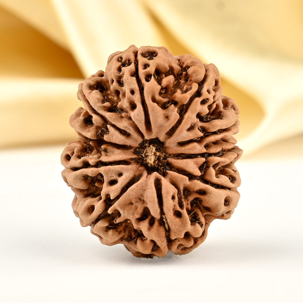 Collector 10 Mukhi from Nepal - XC