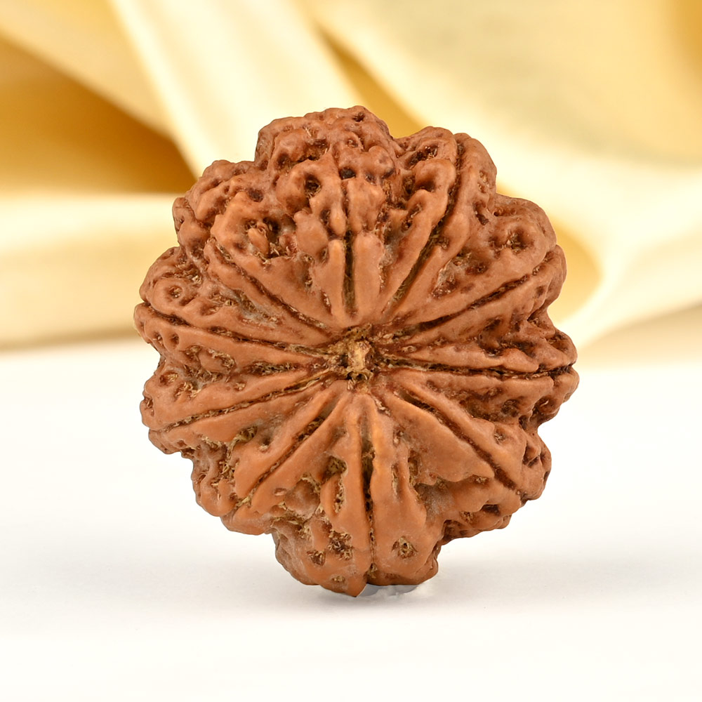Super Collector 10 Mukhi from Nepal - LXI
