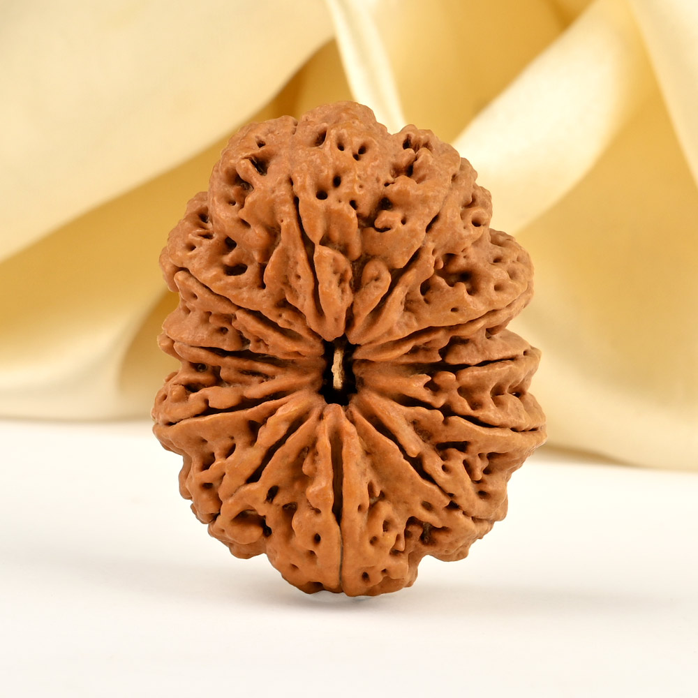 Super Collector 10 Mukhi from Nepal - LXII