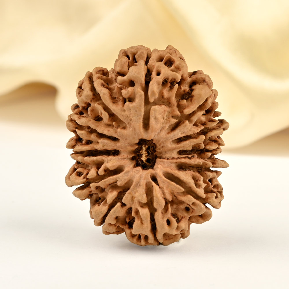 Super Collector 12 Mukhi from Nepal - LXIX