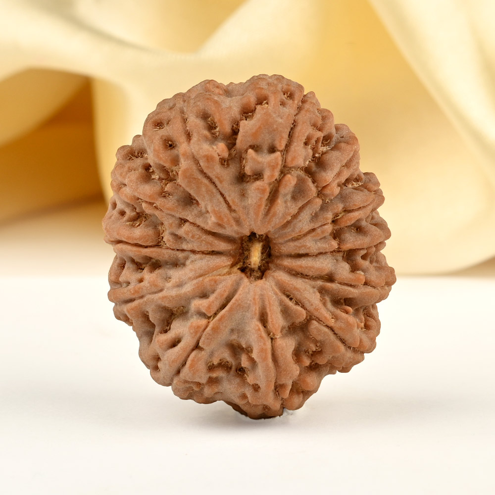 Super Collector 12 Mukhi from Nepal - LXX