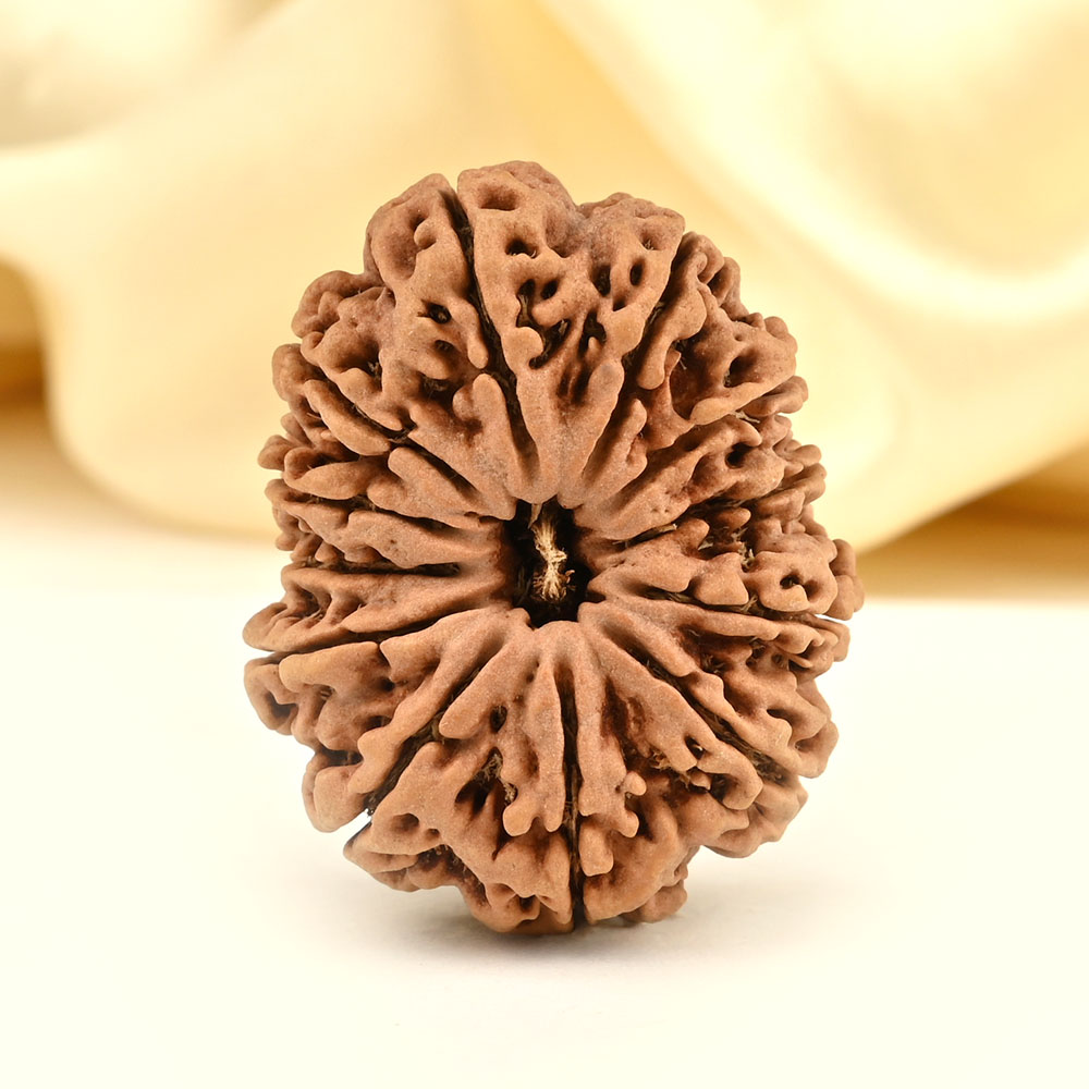 Super Collector 12 Mukhi from Nepal - LXXI
