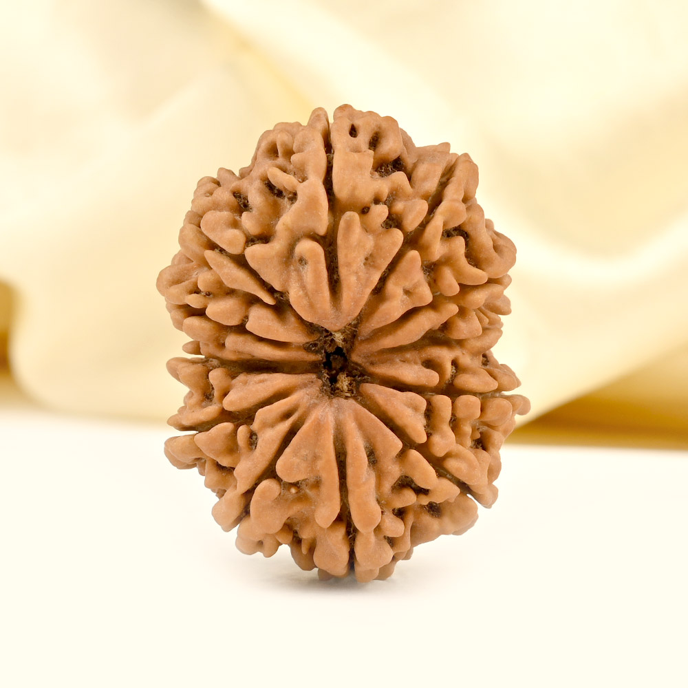 Super Collector 12 Mukhi from Nepal - LXXIII