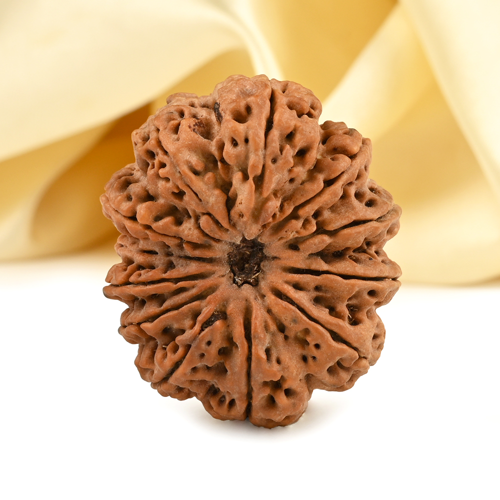 Super Collector 12 Mukhi from Nepal - LXXVII
