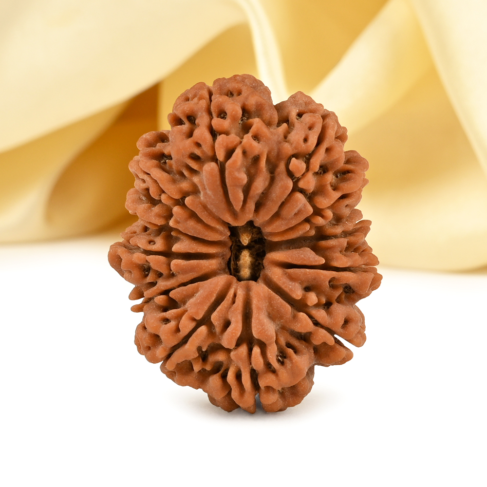 Super Collector 12 Mukhi from Nepal - LXXVIII