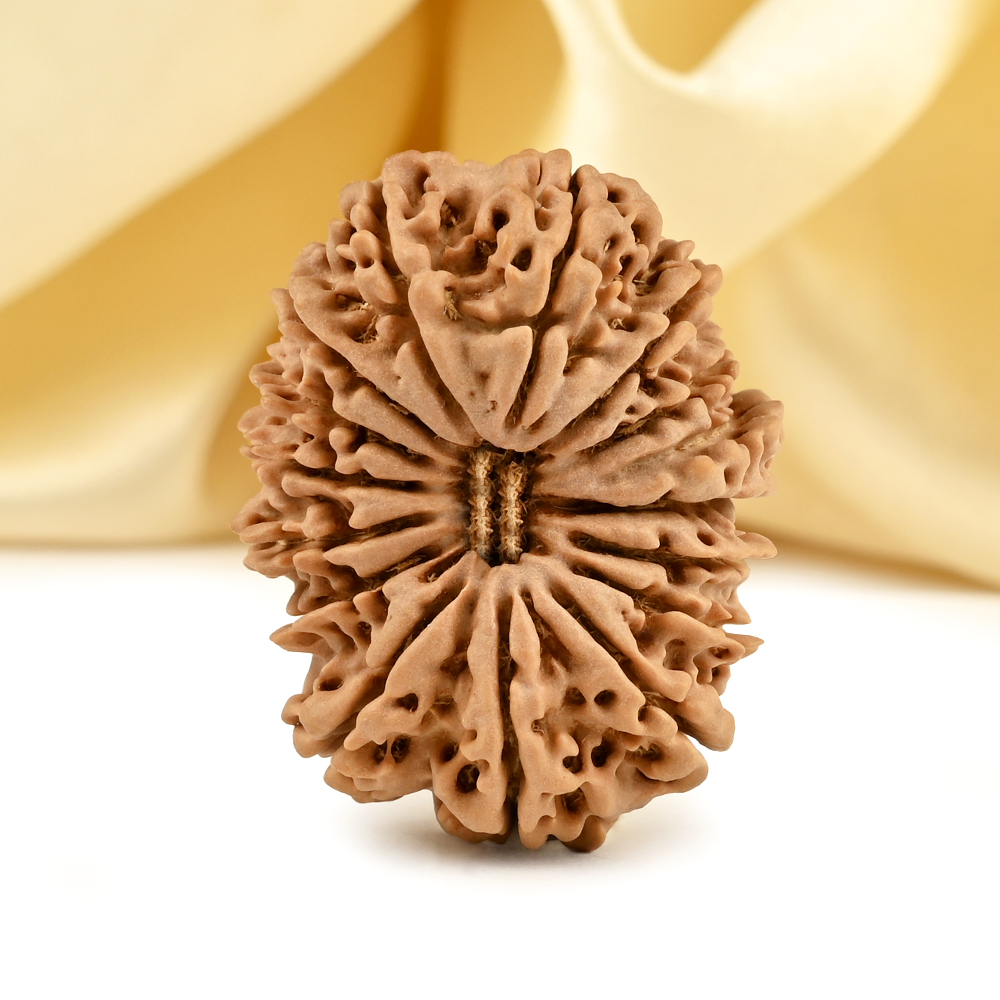Collector 16 Mukhi from Nepal - LVII