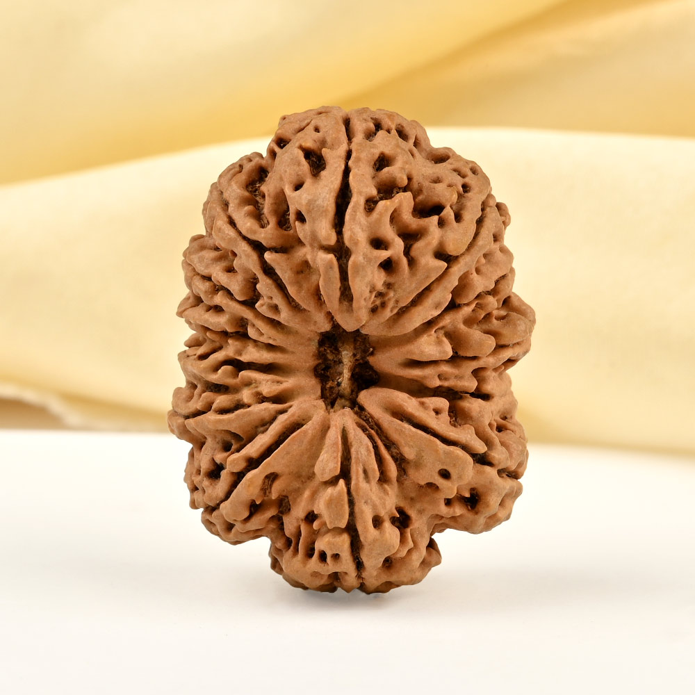 Super Collector 13 Mukhi from Nepal - CXXII