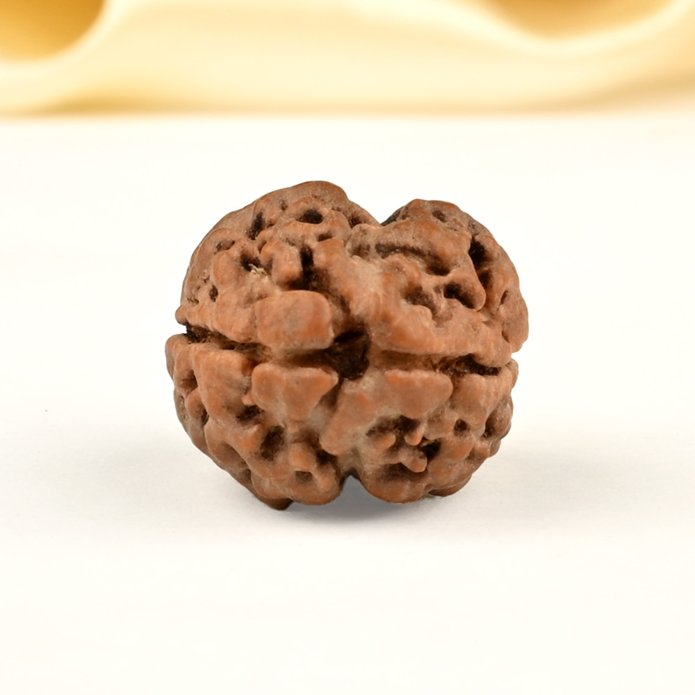 Rare 2 Mukhi Nepali Large - CXXXIX