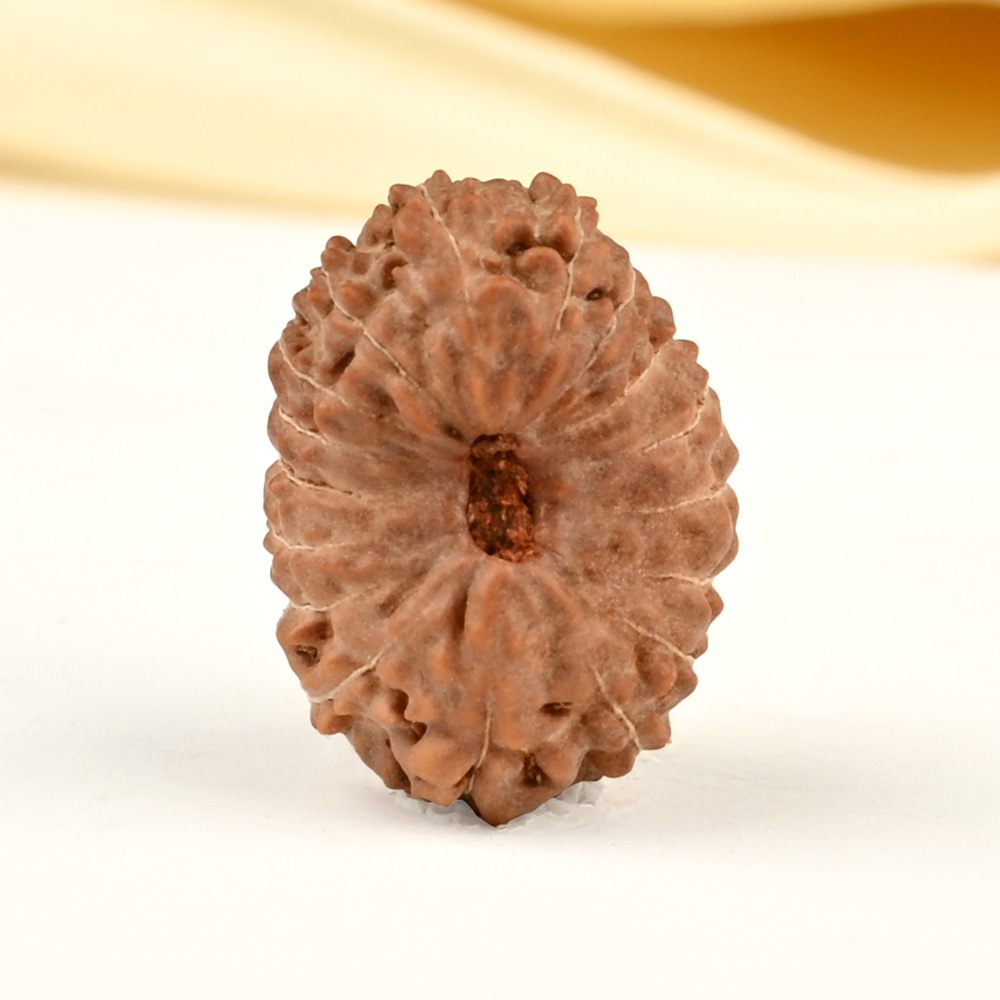17 Mukhi from Java Indonesia Large - CCXV