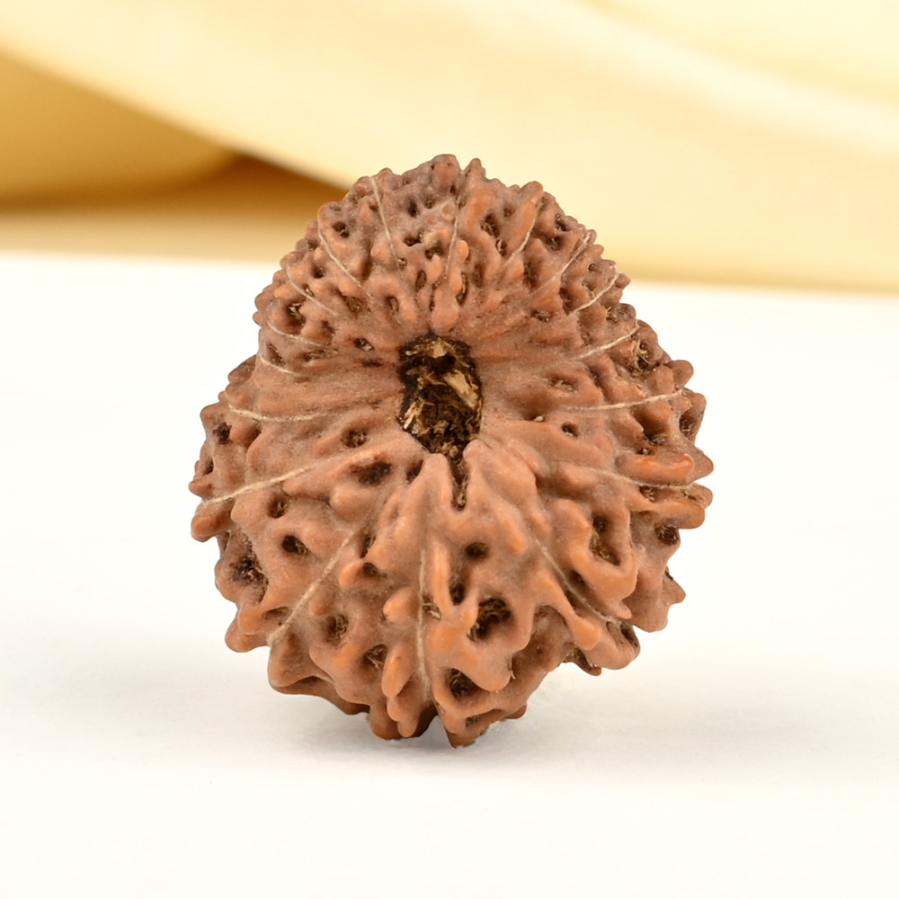 Collector 17 Mukhi From Java Indonesia - CLVIII