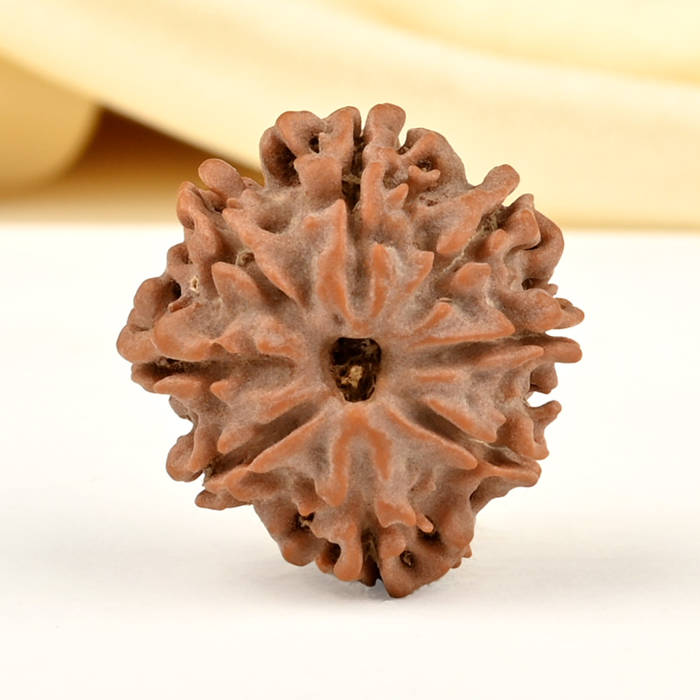 8 Mukhi from Nepal Small - CDLXXVII