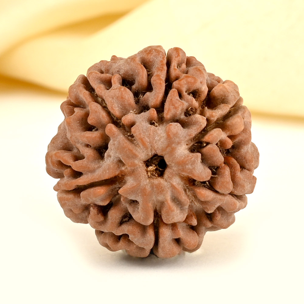 Collector 6 Mukhi from Nepal - CCXXVII