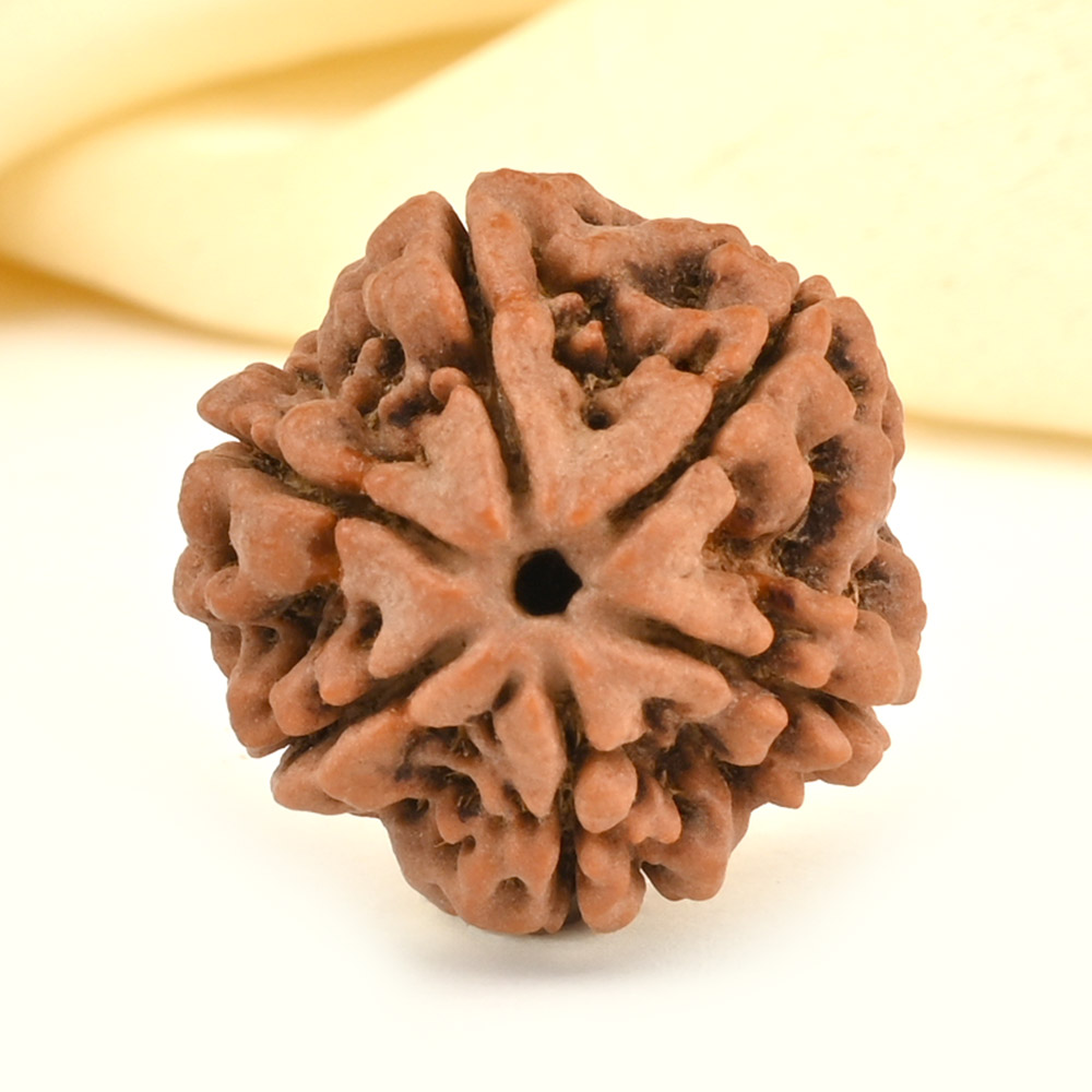 Collector 6 Mukhi from Nepal - CCXXVIII