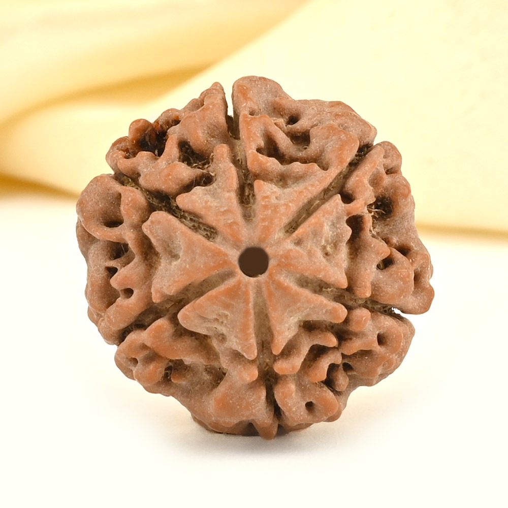 Collector 6 Mukhi from Nepal - CCXXIX