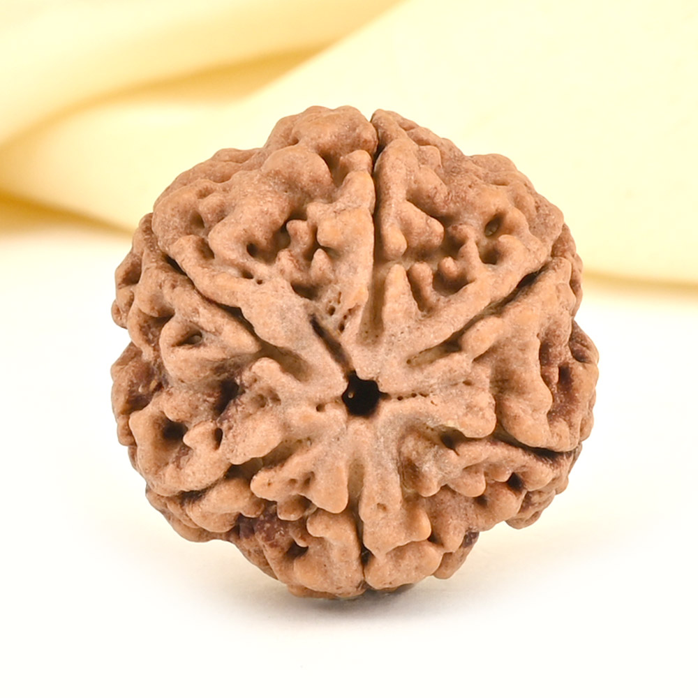 Collector 6 Mukhi from Nepal - CCXXX