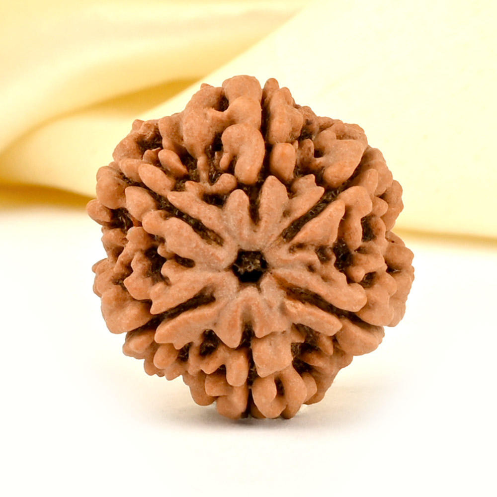 Collector 6 Mukhi from Nepal - CCXXXI