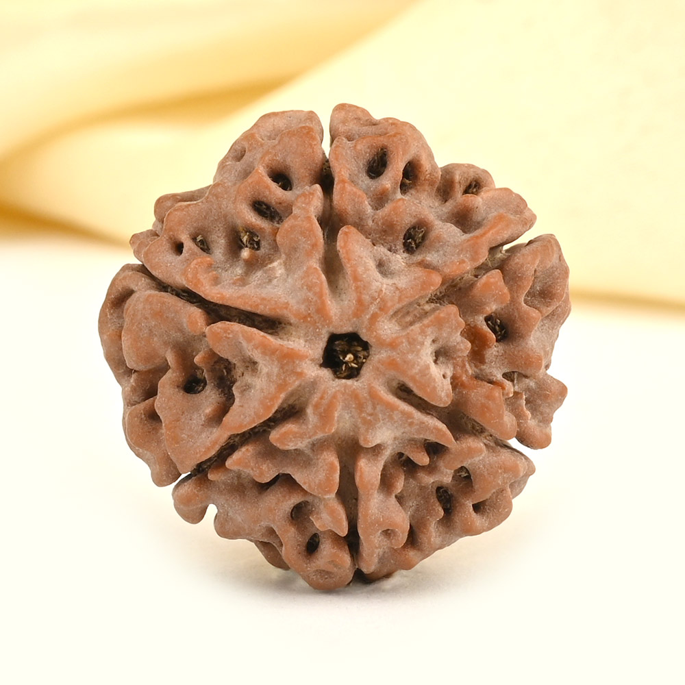 Collector 6 Mukhi from Nepal - CCXXXII