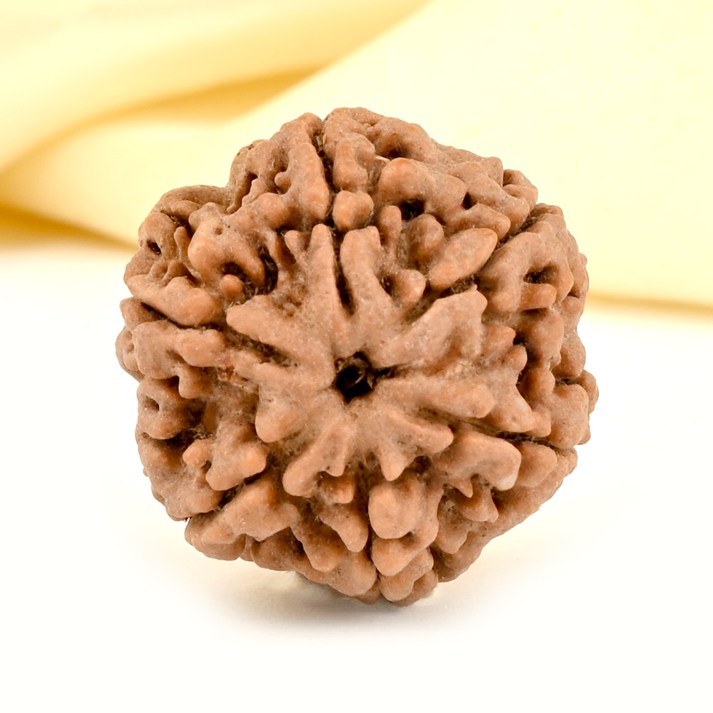 Collector 6 Mukhi from Nepal - CCXXXIII