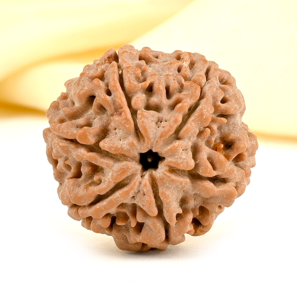 Collector 6 Mukhi from Nepal - CCXXXIV