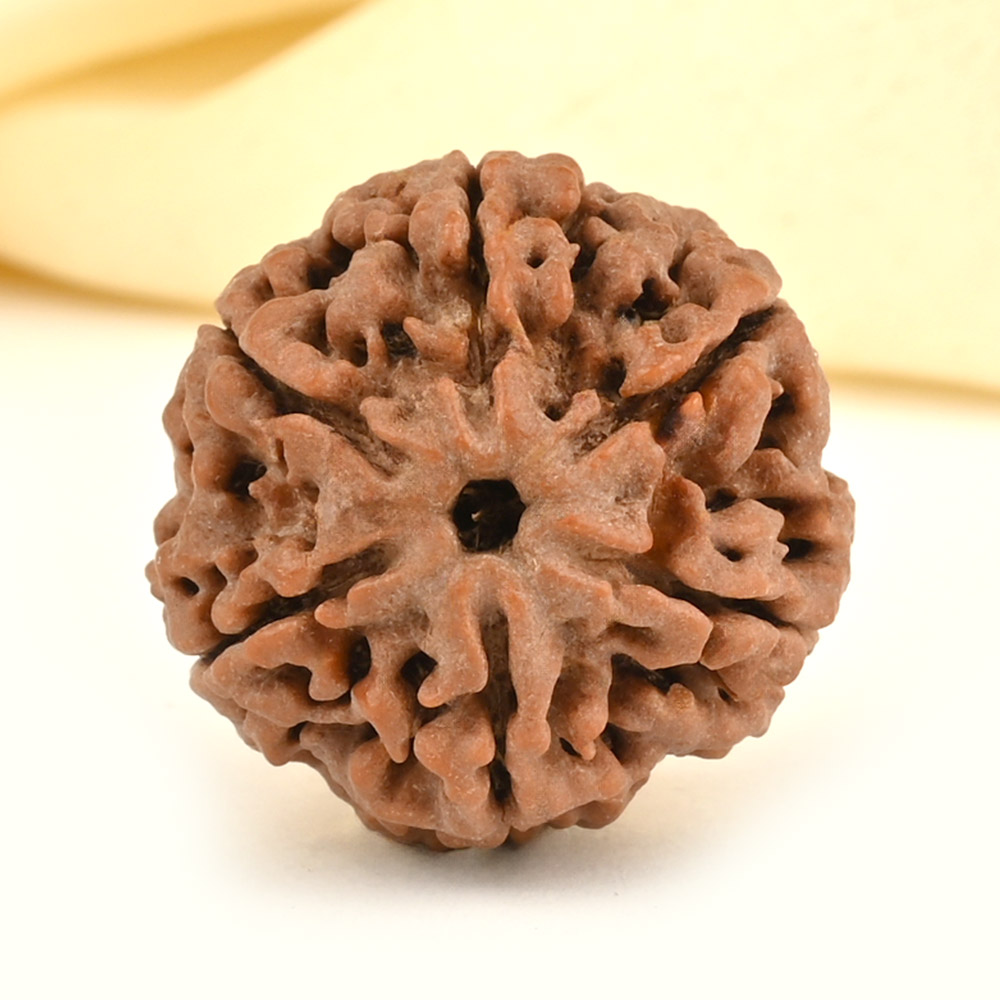 Collector 6 Mukhi from Nepal - CCXXXV