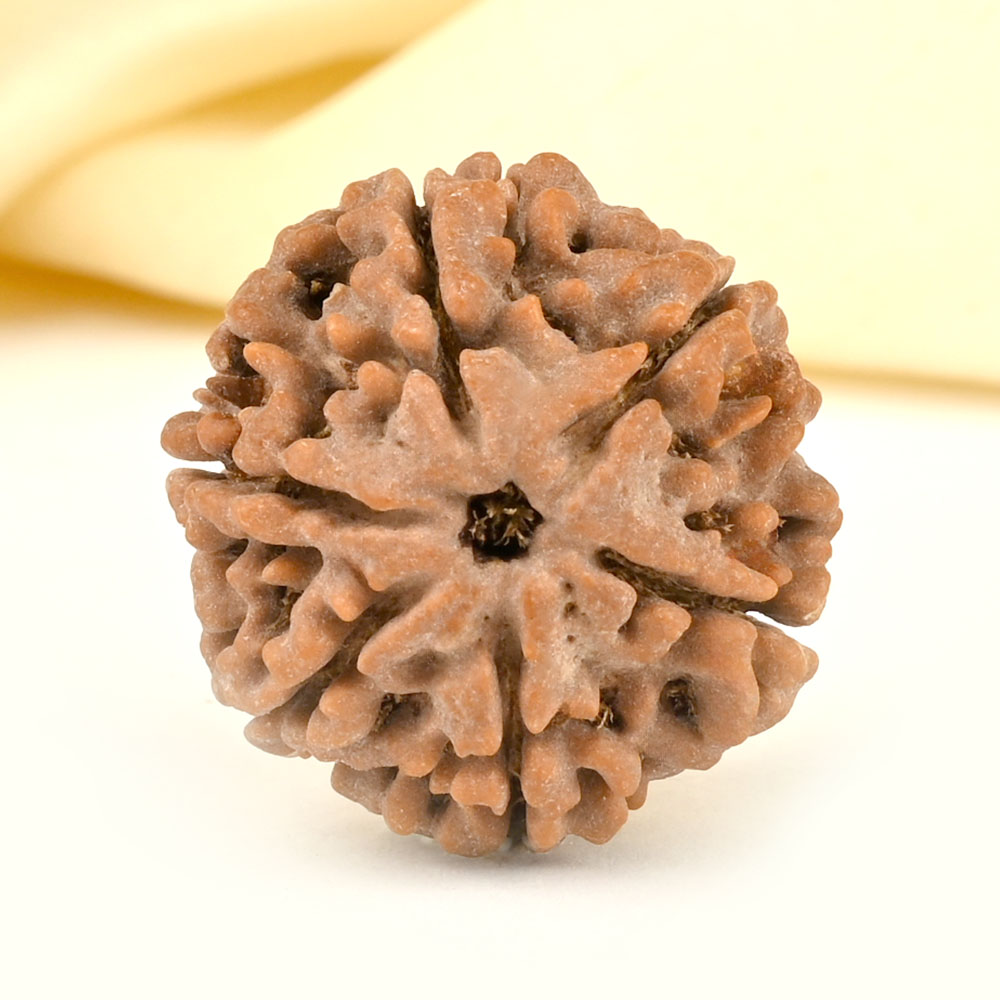 Collector 6 Mukhi from Nepal - CCXXXVI