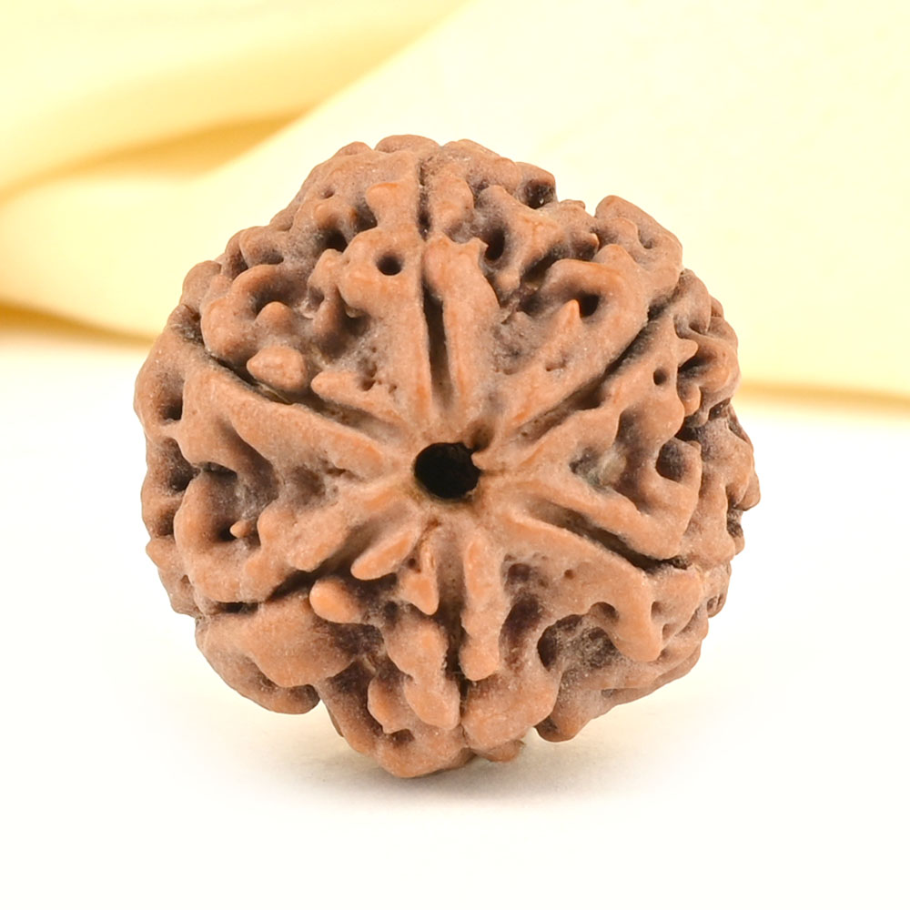 Collector 6 Mukhi from Nepal - CCXXXVII