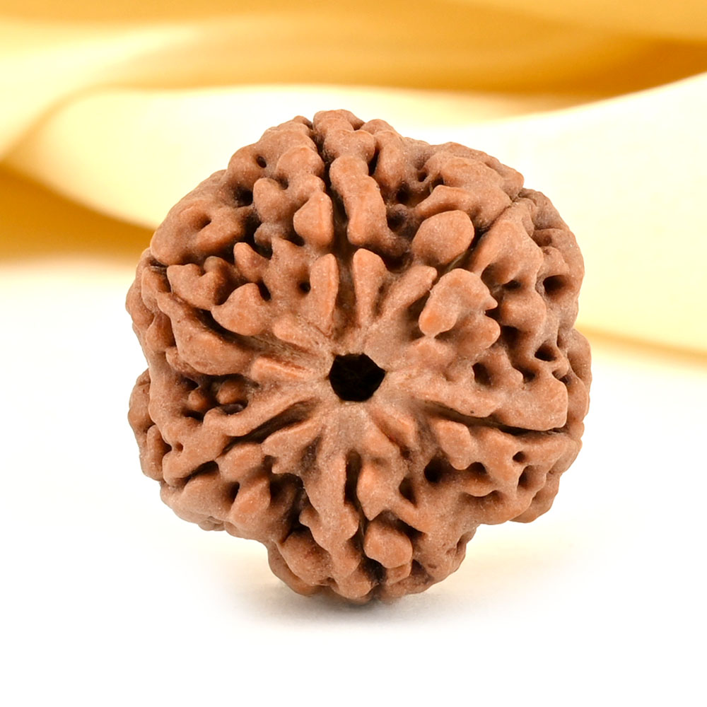 Collector 6 Mukhi from Nepal - CCXXXVIII