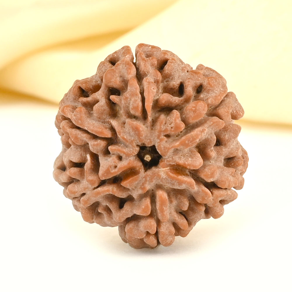 Collector 6 Mukhi from Nepal - CCXXXIX