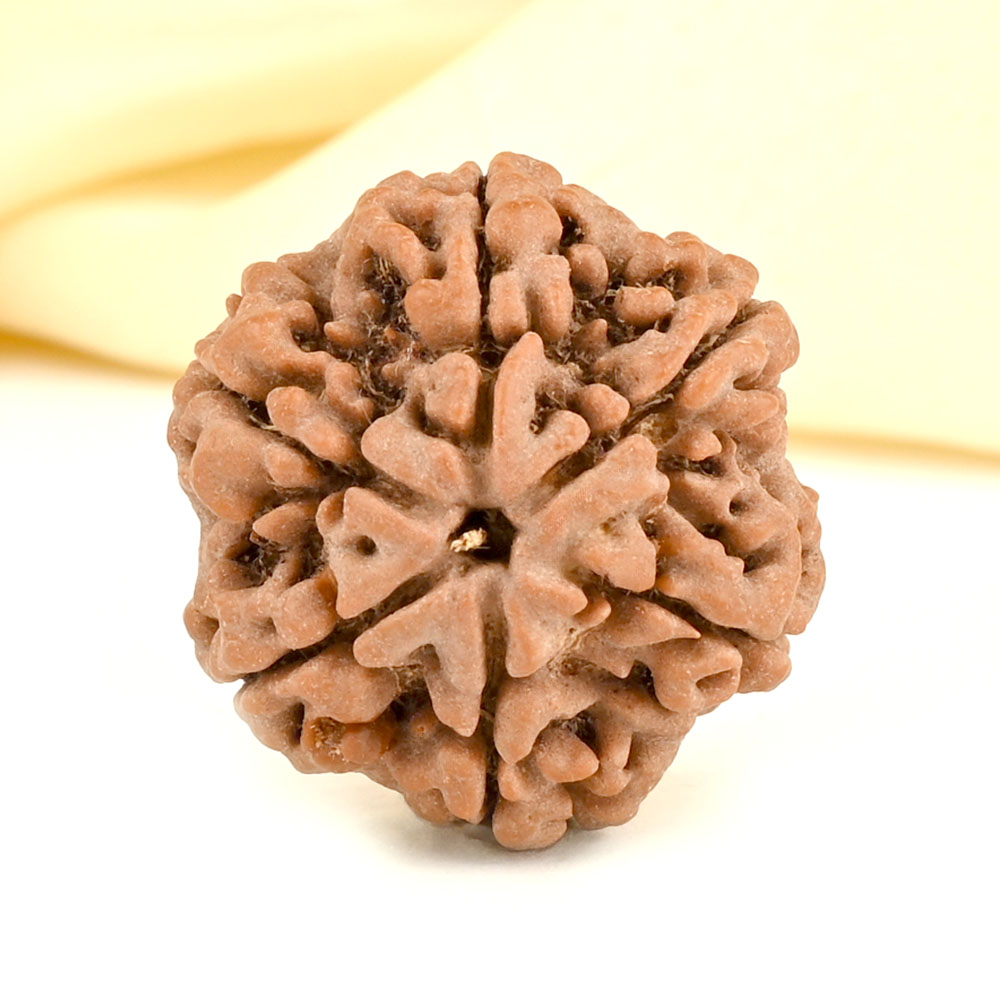 Collector 6 Mukhi from Nepal - CCXL