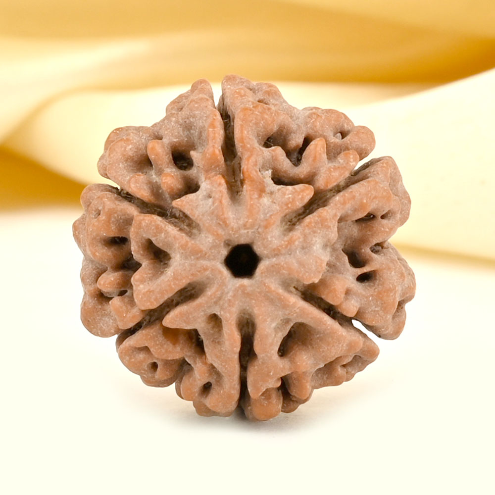 Collector 6 Mukhi from Nepal - CCXLI