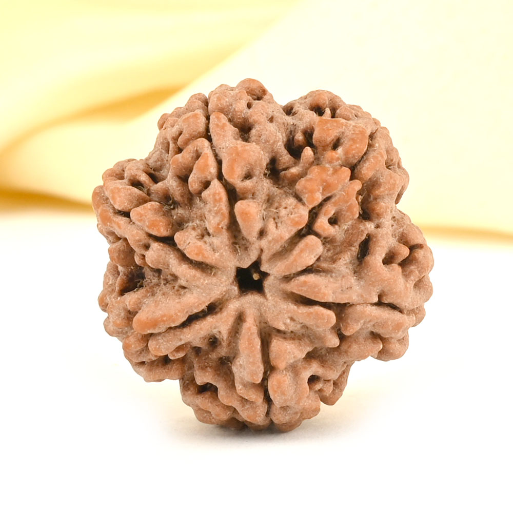Collector 6 Mukhi from Nepal - CCXLII