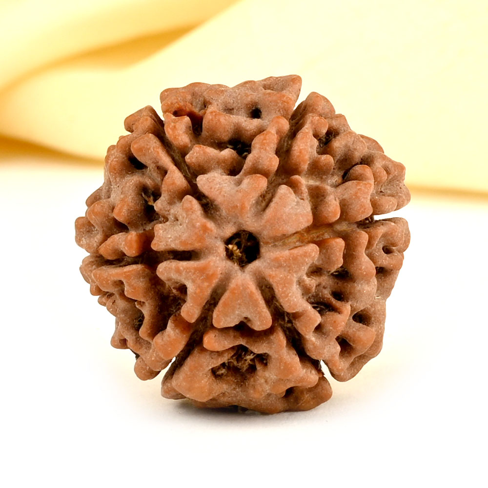 Collector 6 Mukhi from Nepal - CCXLIII