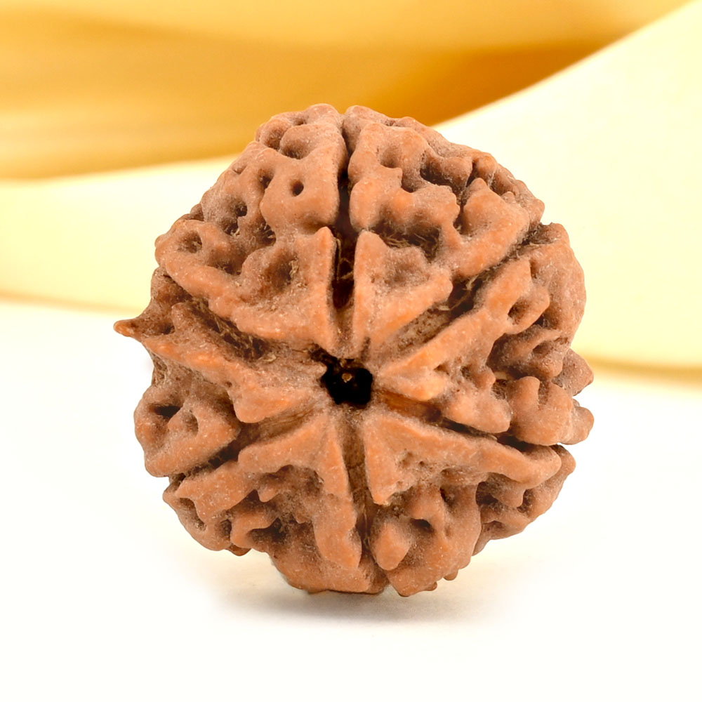Collector 6 Mukhi from Nepal - CCXLIV