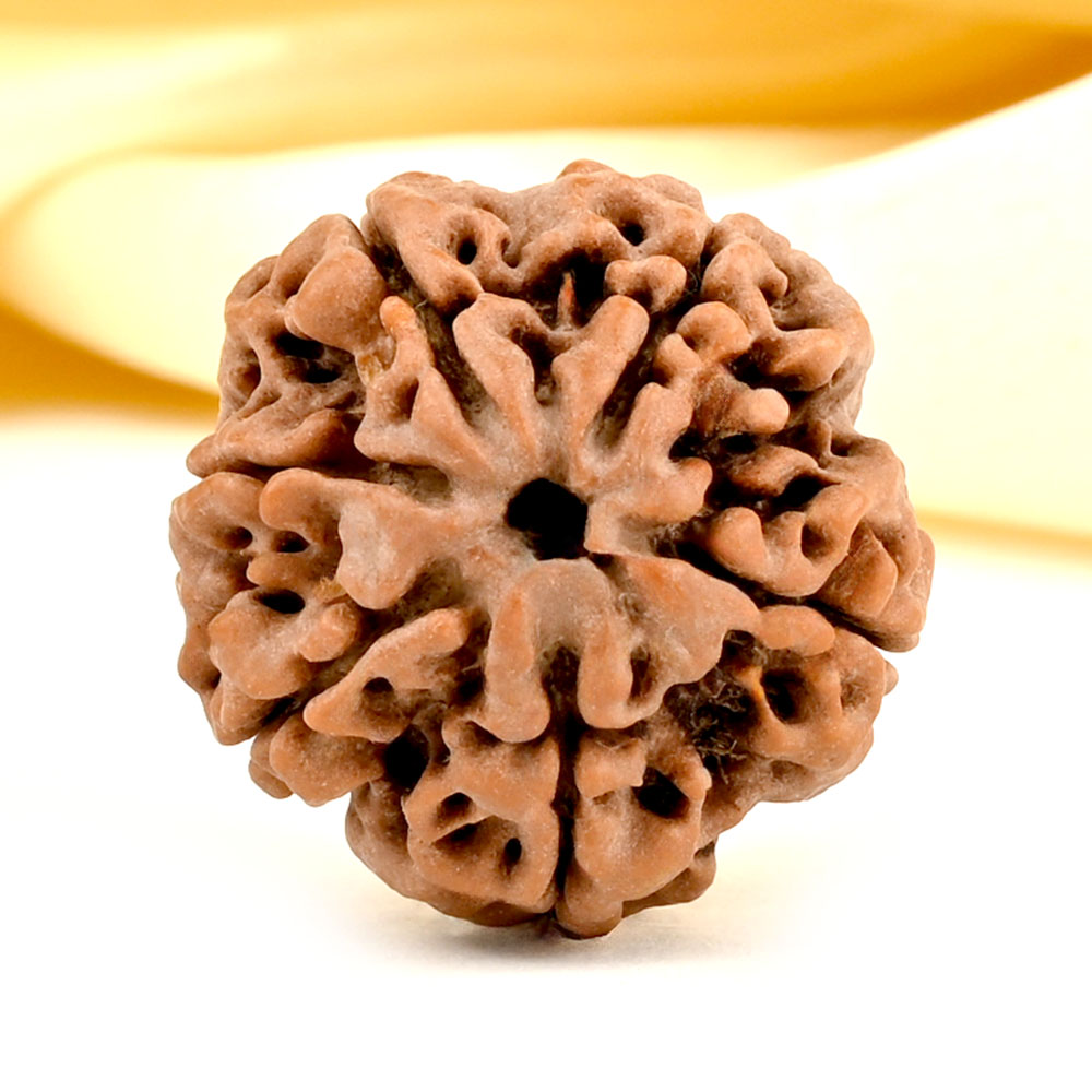 Collector 6 Mukhi from Nepal - CCXLV