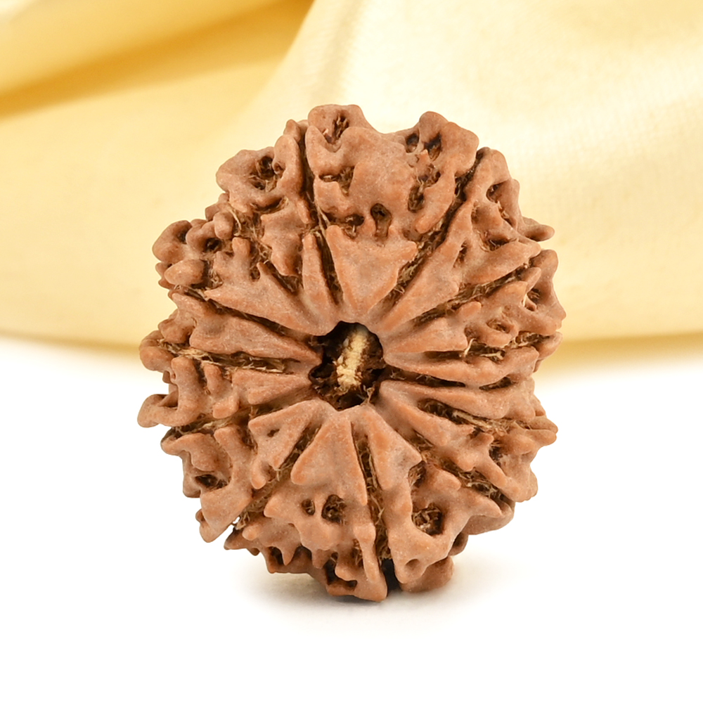 13 Mukhi from Nepal small - CCCXCIX