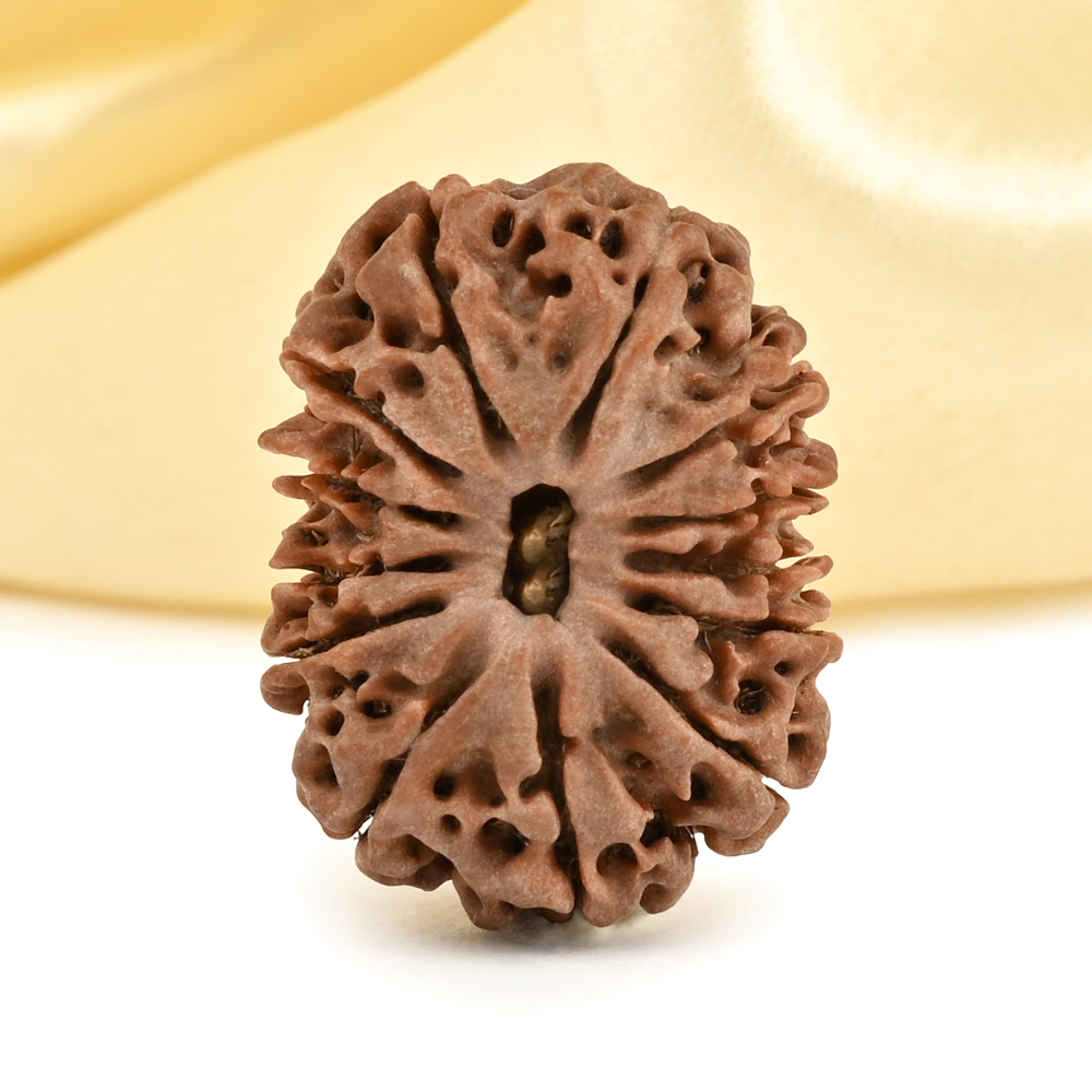 13 Mukhi from Nepal small - CD
