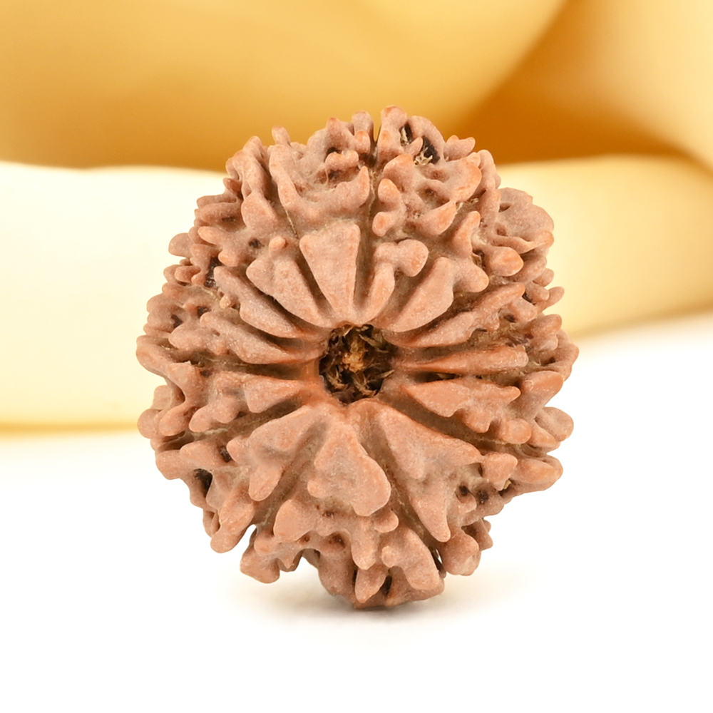 13 Mukhi from Nepal small - CDI