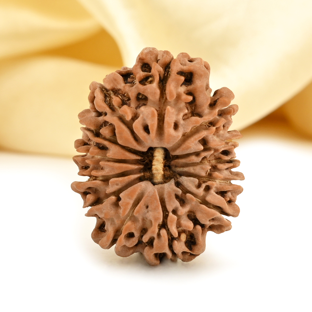 13 Mukhi from Nepal small - CDII