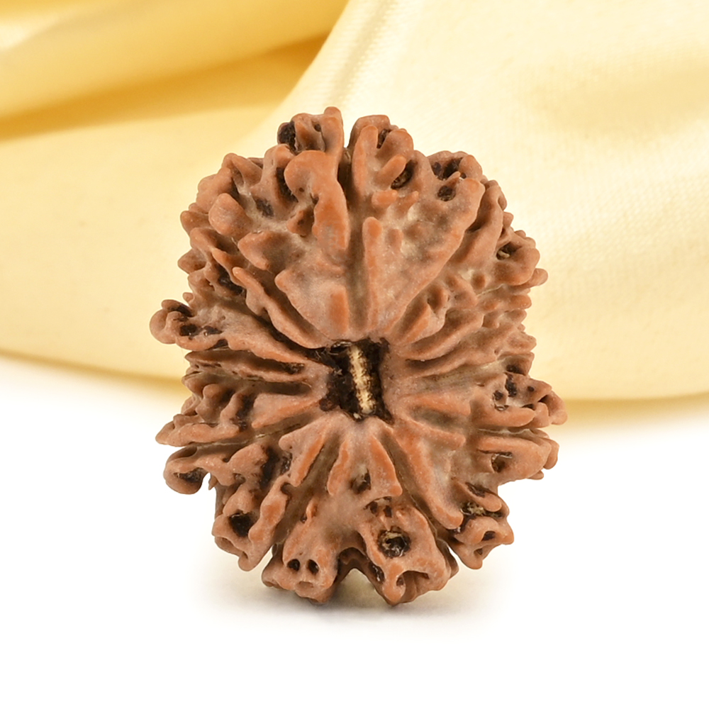 13 Mukhi from Nepal small - CDIII