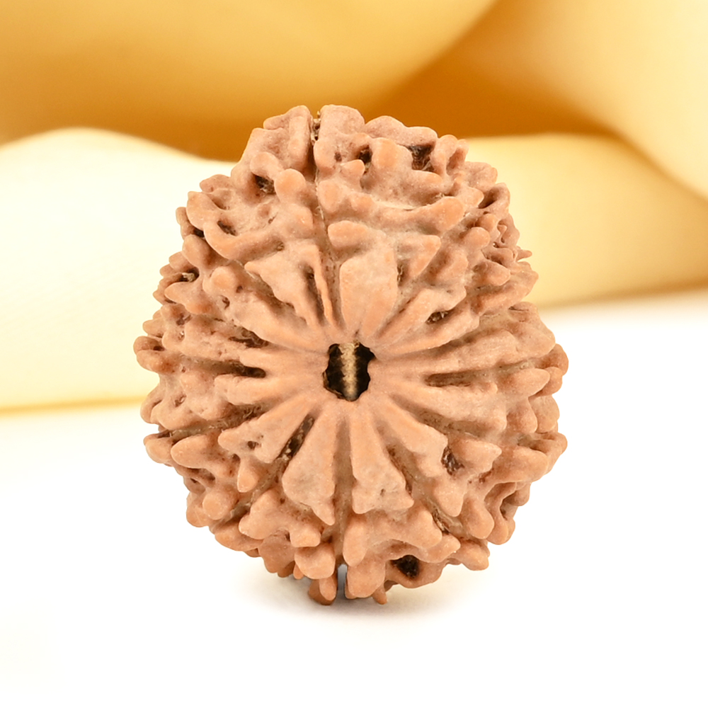 13 Mukhi from Nepal small - CDVI