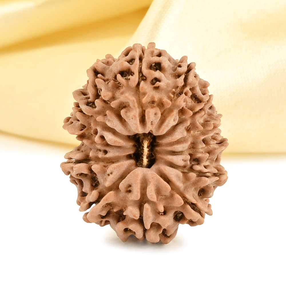 13 Mukhi from Nepal small - CDVII