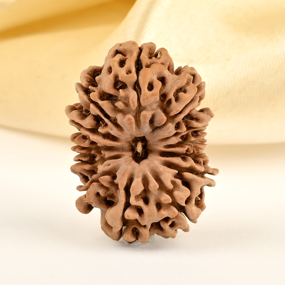 13 Mukhi from Nepal small - CDIX
