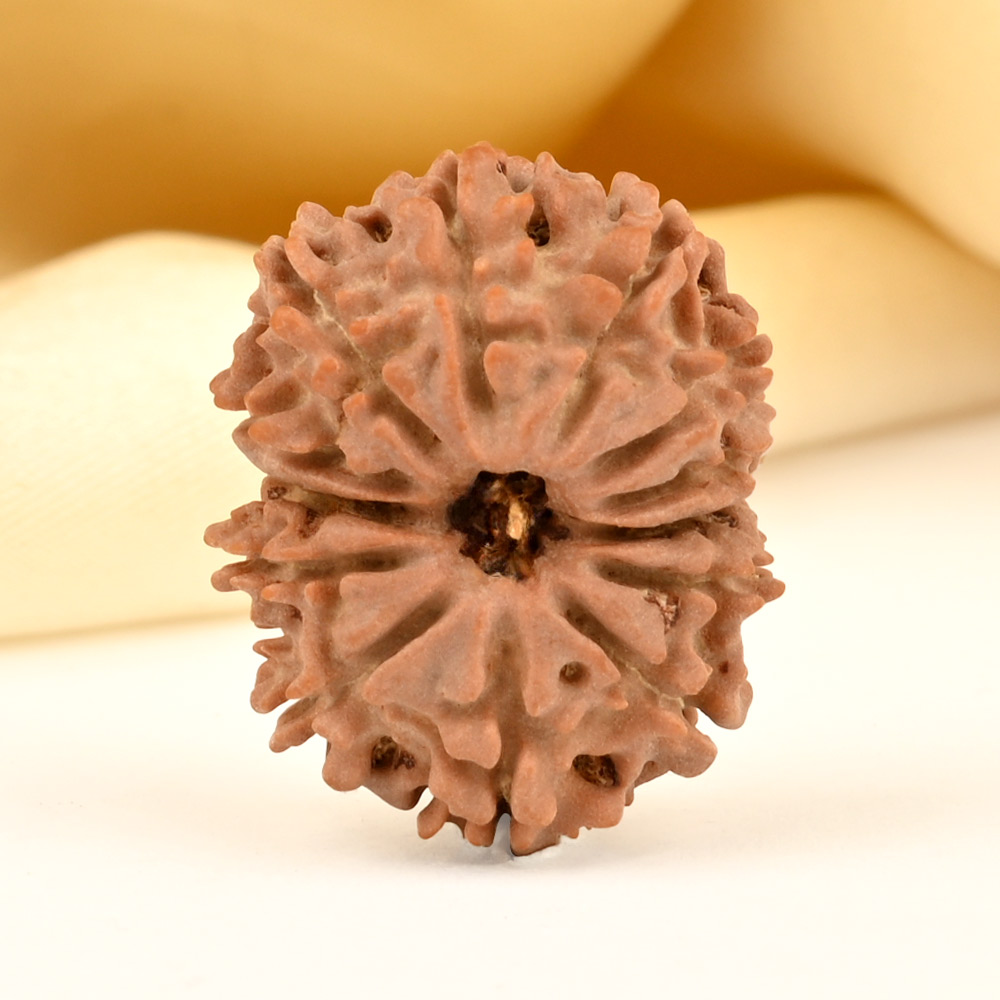 13 Mukhi from Nepal small - CDX