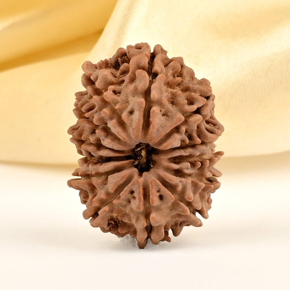 13 Mukhi from Nepal small - CDXI