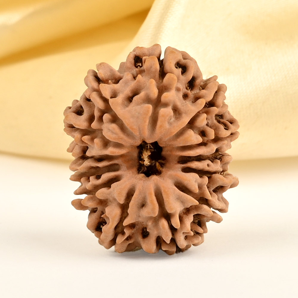 13 Mukhi from Nepal small - CDXII