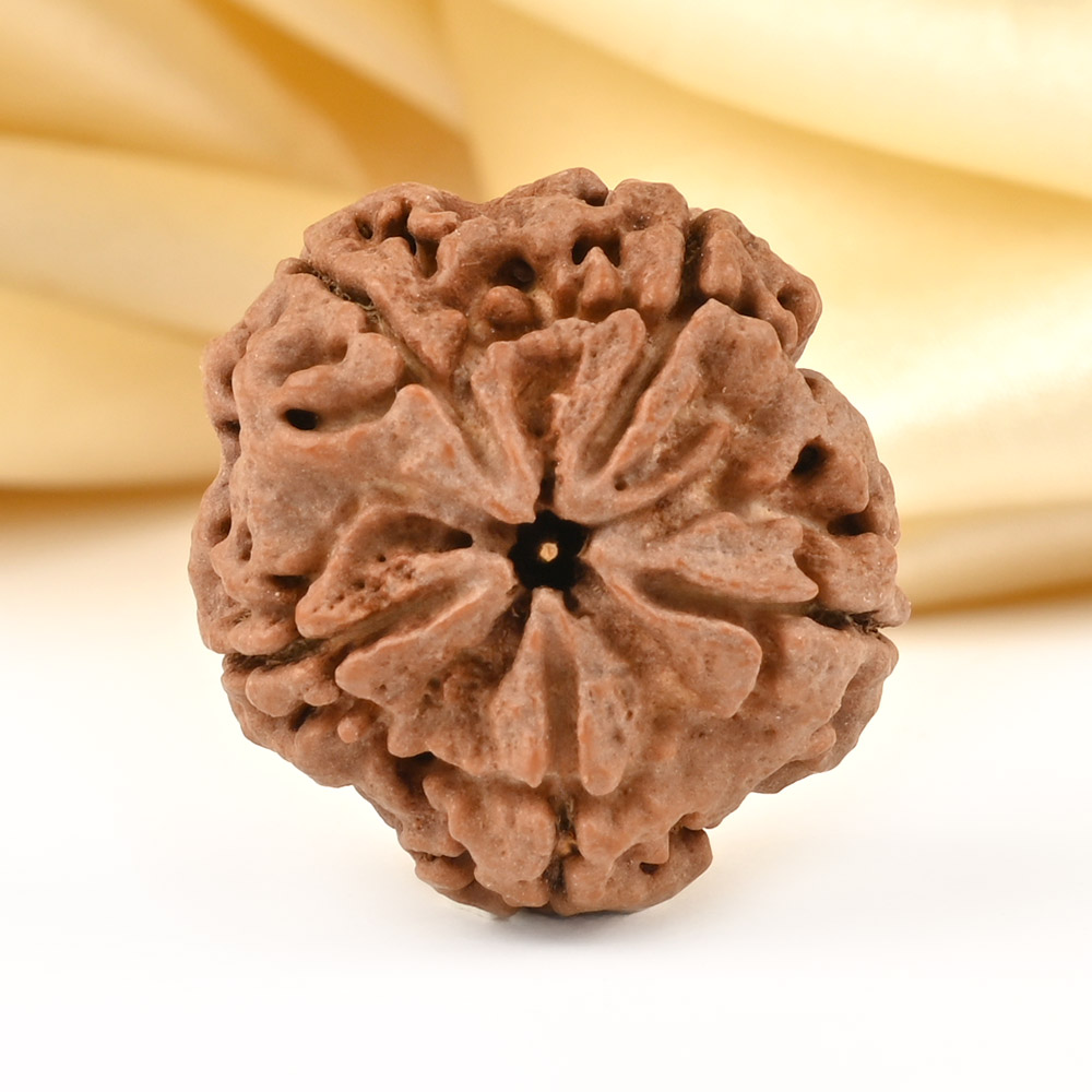 Collector 5 Mukhi from Nepal - DXCX