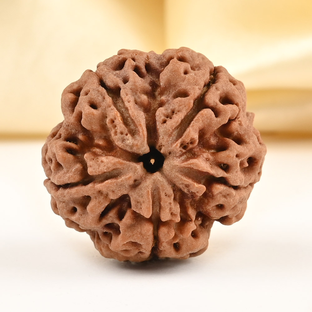 Super Collector 5 Mukhi from Nepal - DCLXXVI